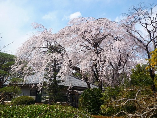 P1000975.jpgのサムネイル画像