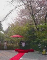 桜吹雪の中のPiano